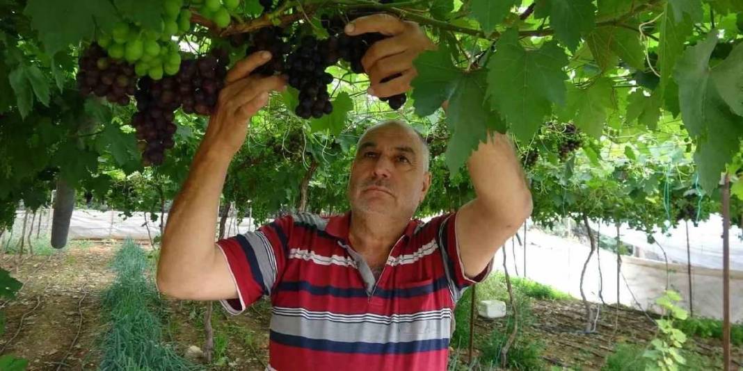 İşçiliği az, getirisi iyi! ‘Siyah inci’ hasadı başladı, kilosu 250 TL 1